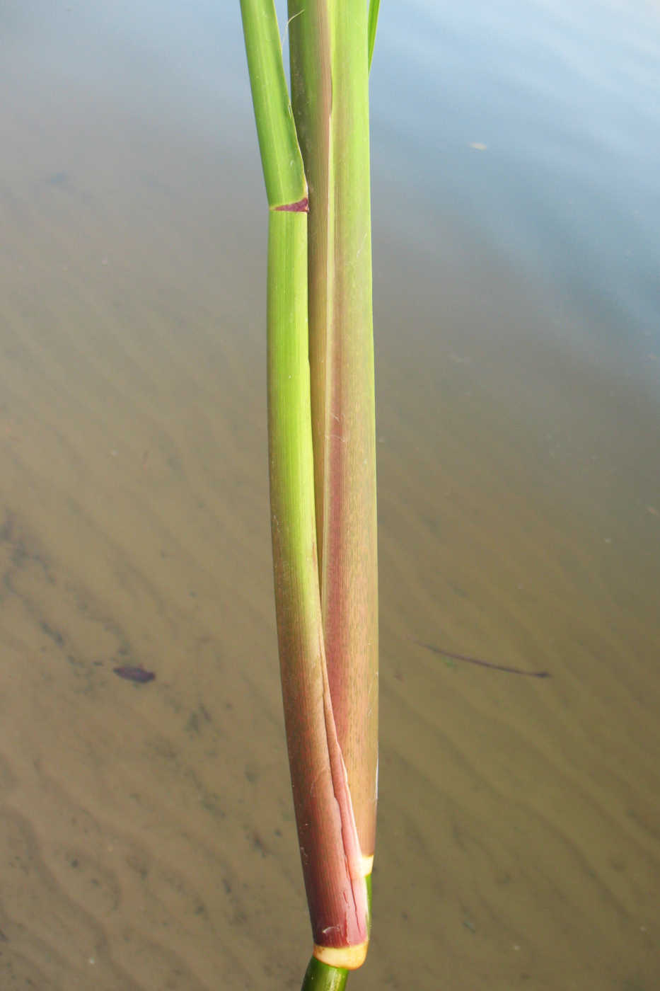 Image of Zizania latifolia specimen.