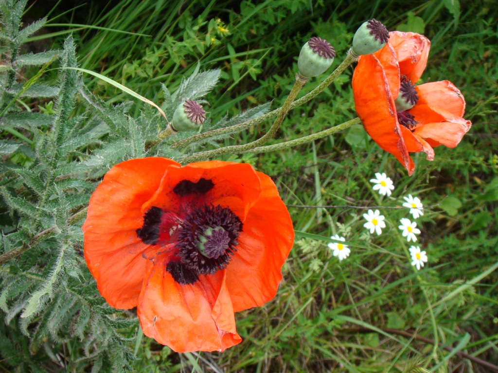 Image of Papaver setiferum specimen.