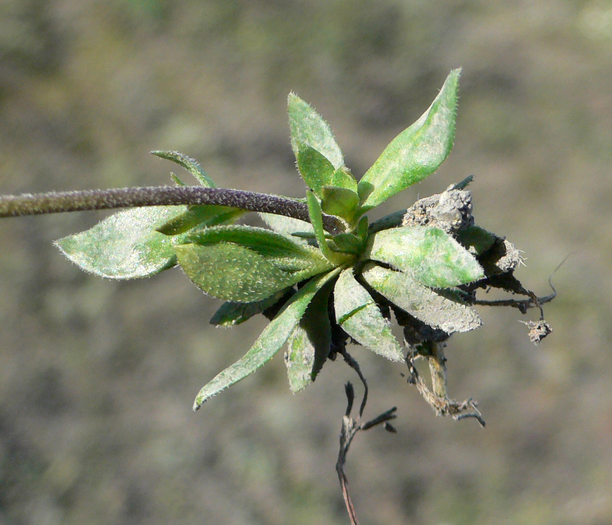 Изображение особи род Draba.