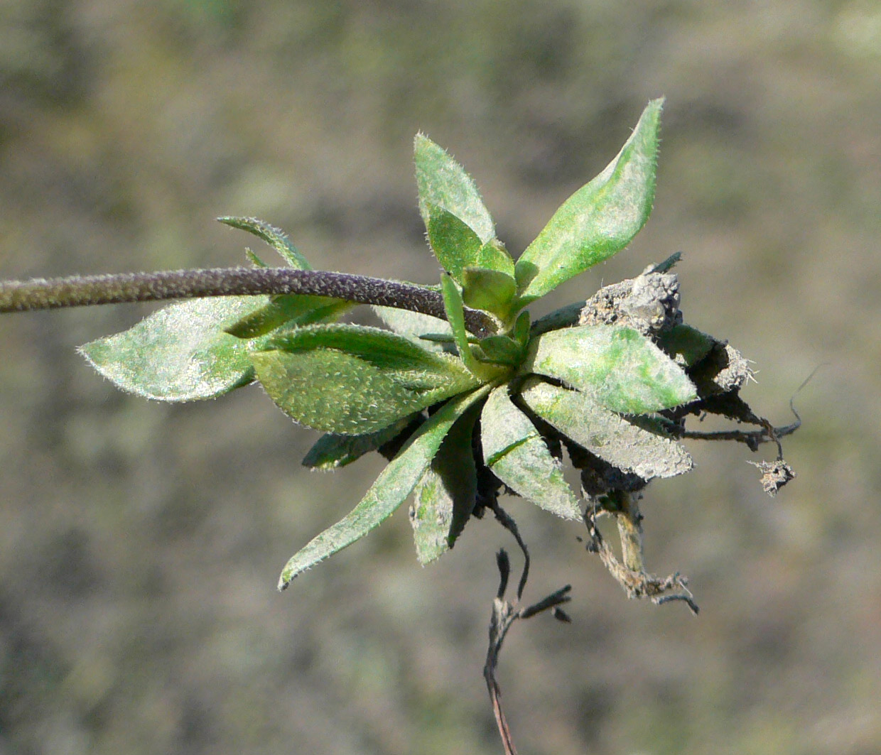 Image of genus Draba specimen.