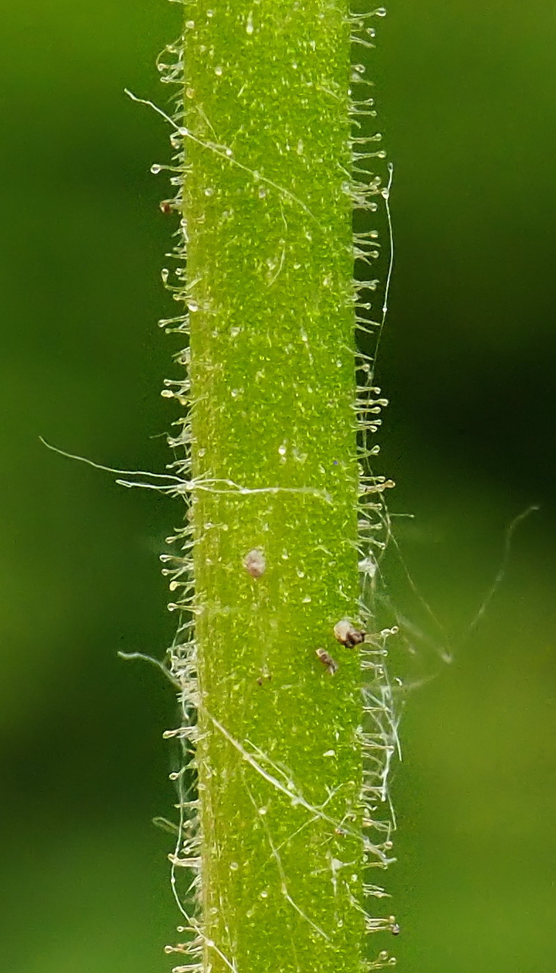 Image of Cerastium holosteoides specimen.