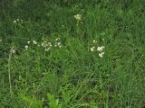 Gypsophila fastigiata