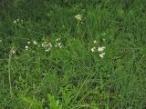 Gypsophila fastigiata