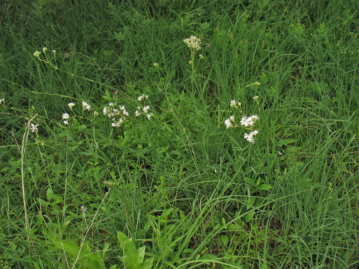 Image of Gypsophila fastigiata specimen.