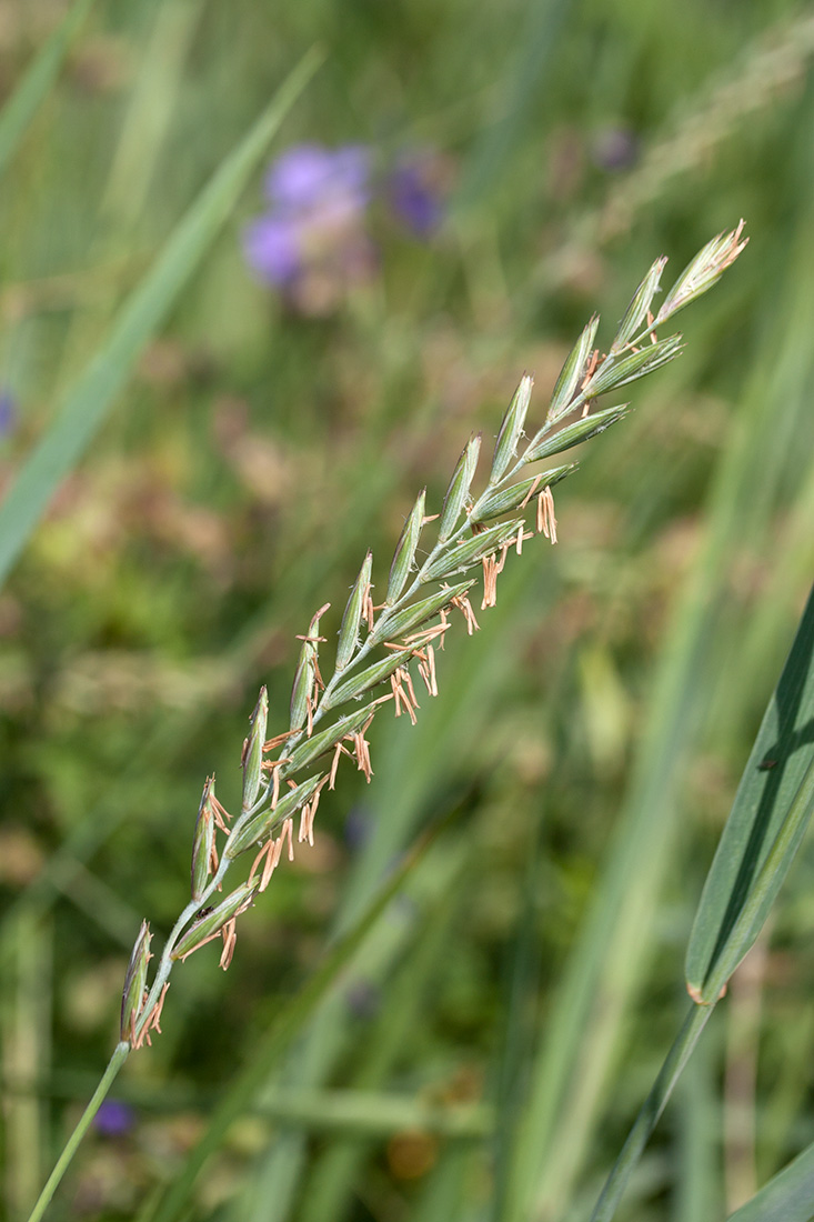 Изображение особи Elytrigia repens.