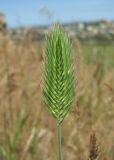 Agropyron pectinatum. Соцветие. Дагестан, окр. г. Избербаш, степной склон. 13.05.2018.