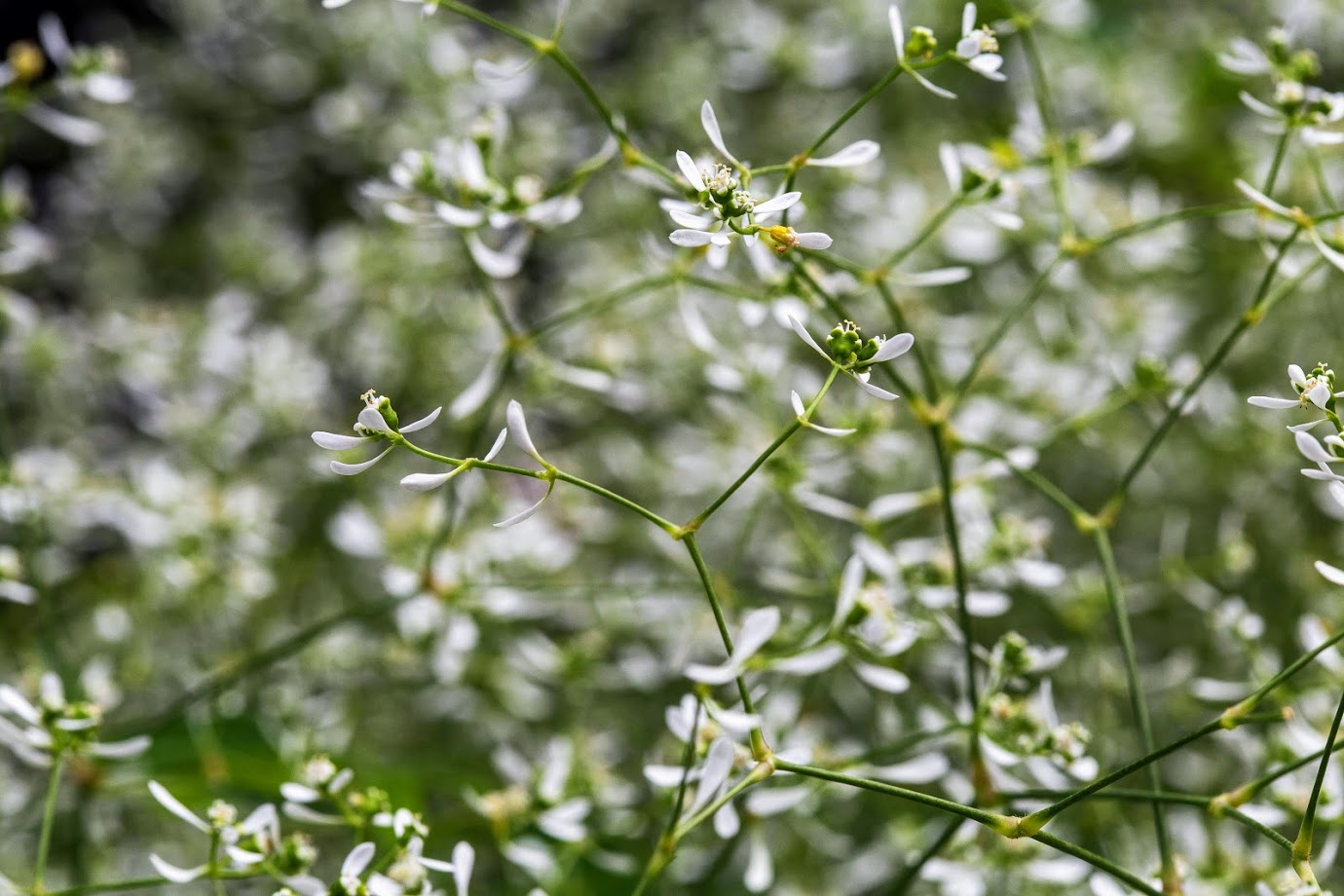 Изображение особи Euphorbia graminea.