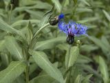 Centaurea montana. Верхушки цветущих растений. Новосибирск, в культуре. 15.06.2010.