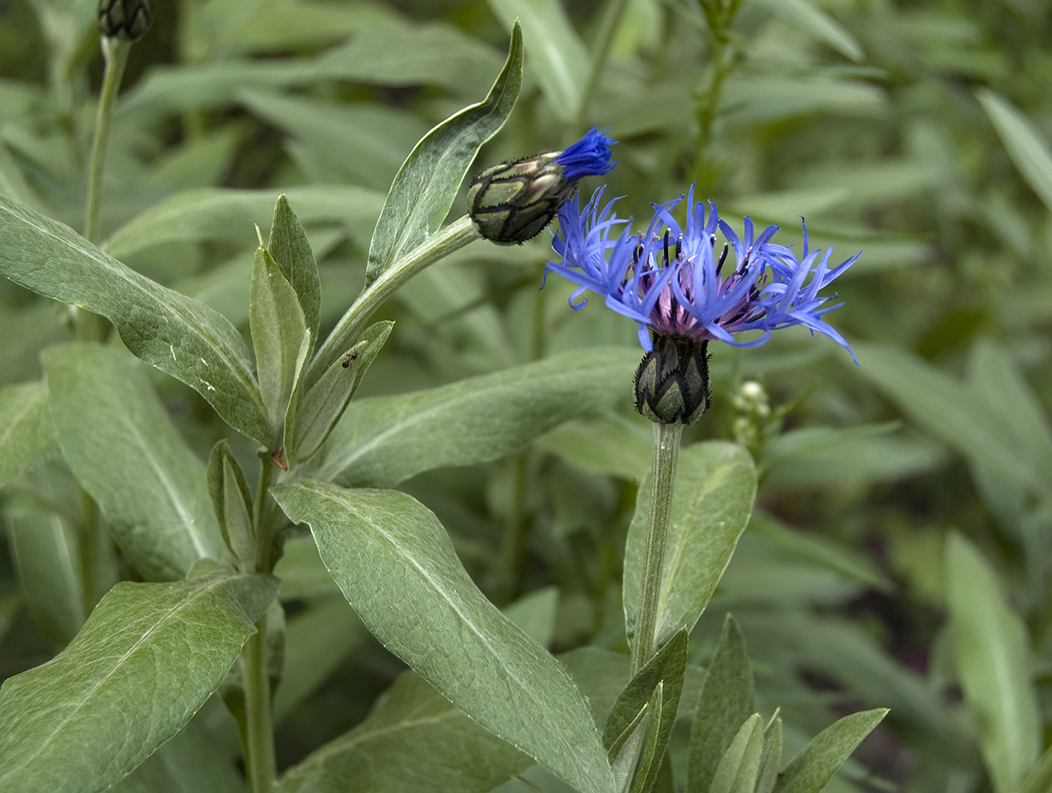 Image of Centaurea montana specimen.