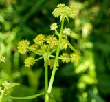 Levisticum officinale