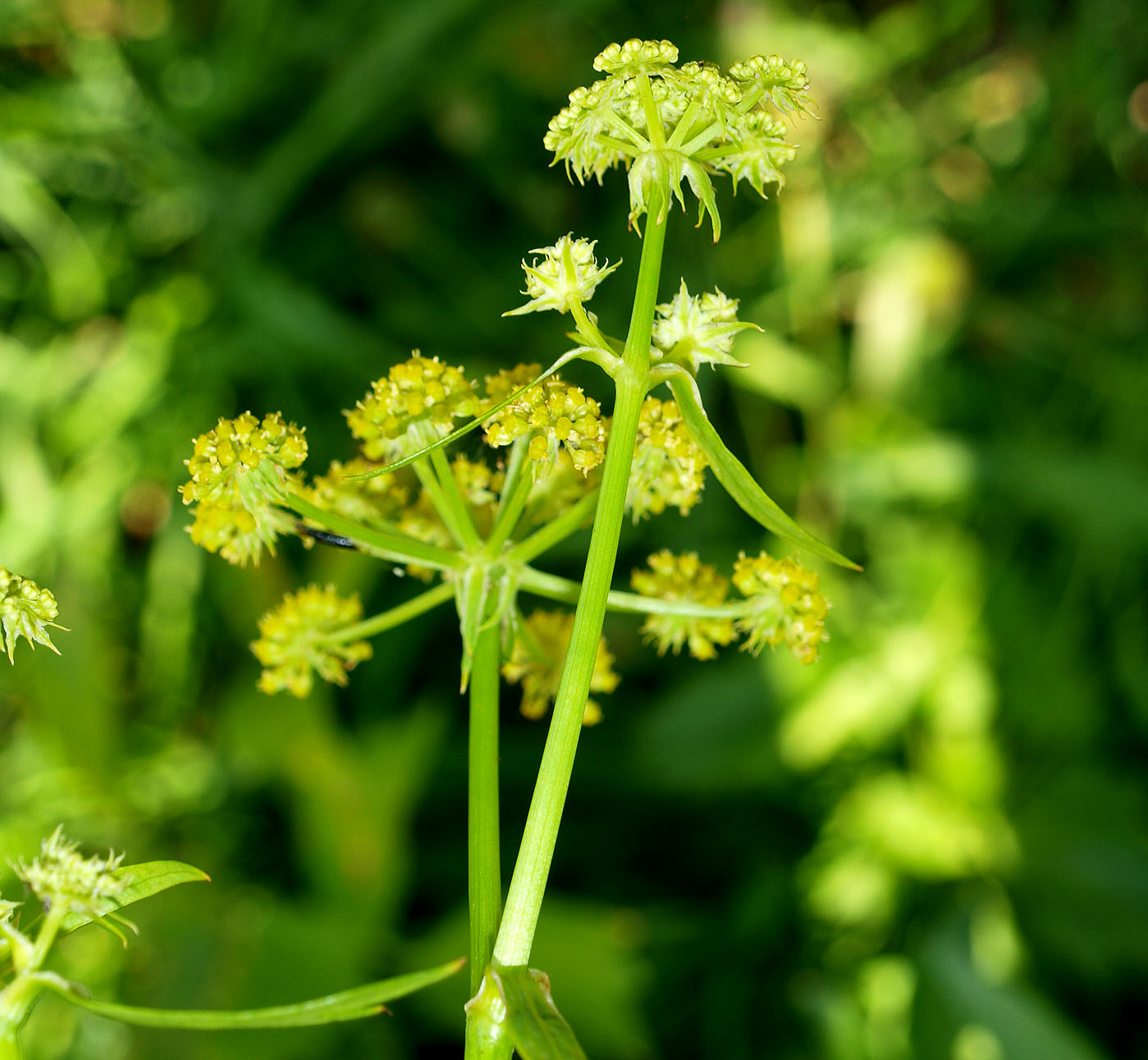 Изображение особи Levisticum officinale.