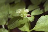 Adoxa moschatellina