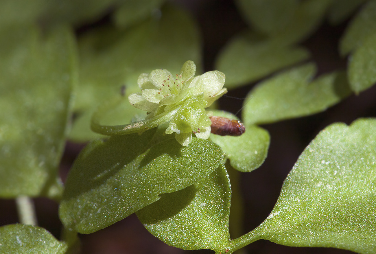 Image of Adoxa moschatellina specimen.