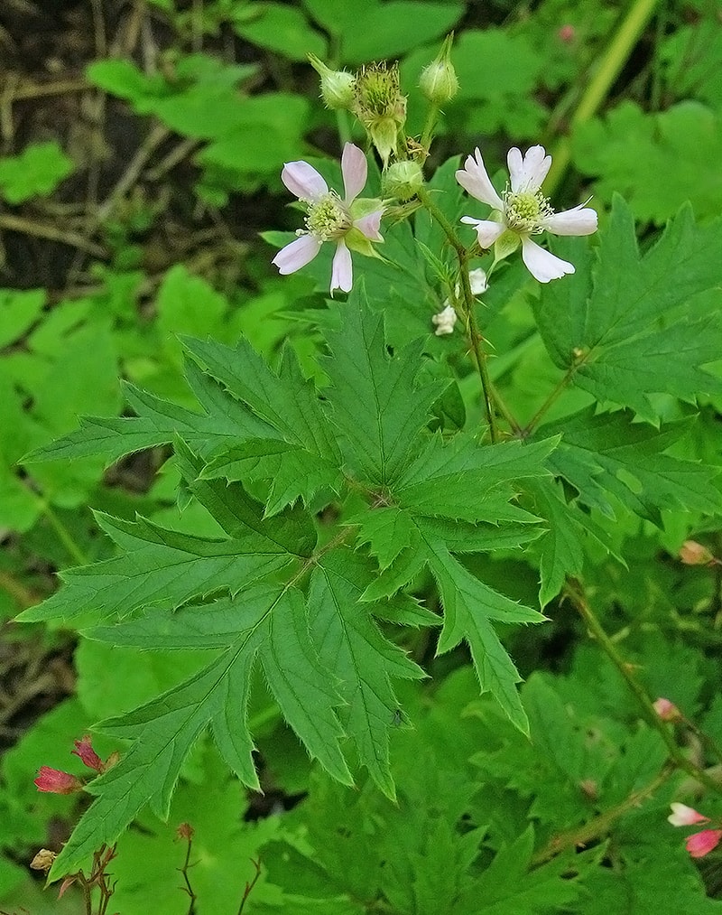 Image of Rubus laciniatus specimen.