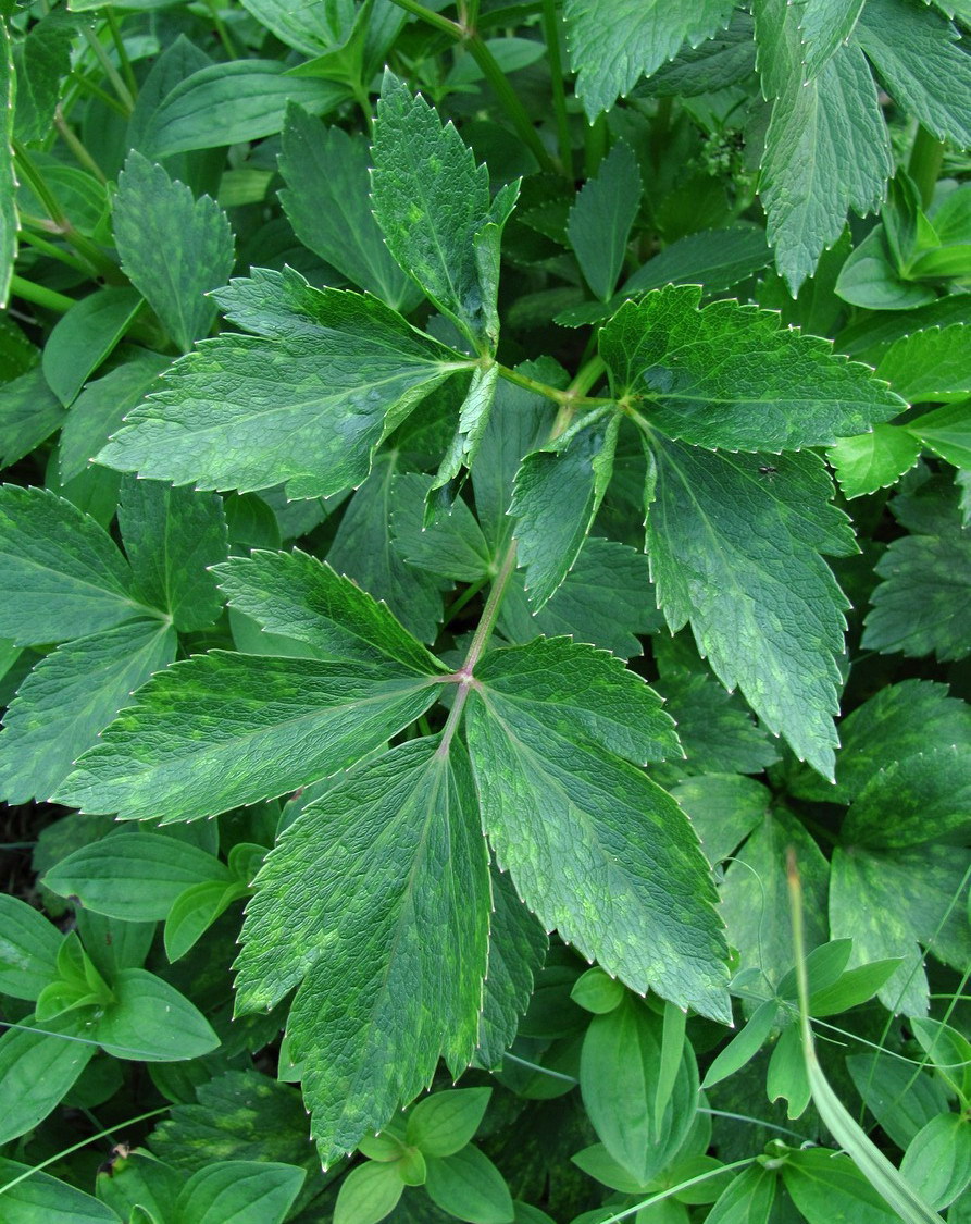 Image of Ligusticum scoticum specimen.