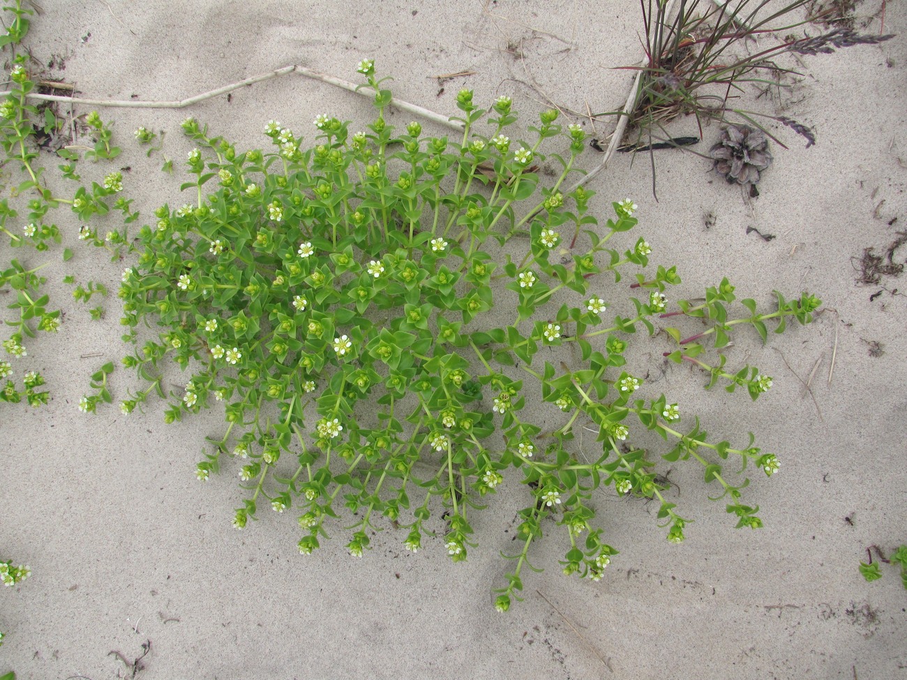 Image of Honckenya peploides ssp. diffusa specimen.