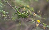 Vachellia farnesiana