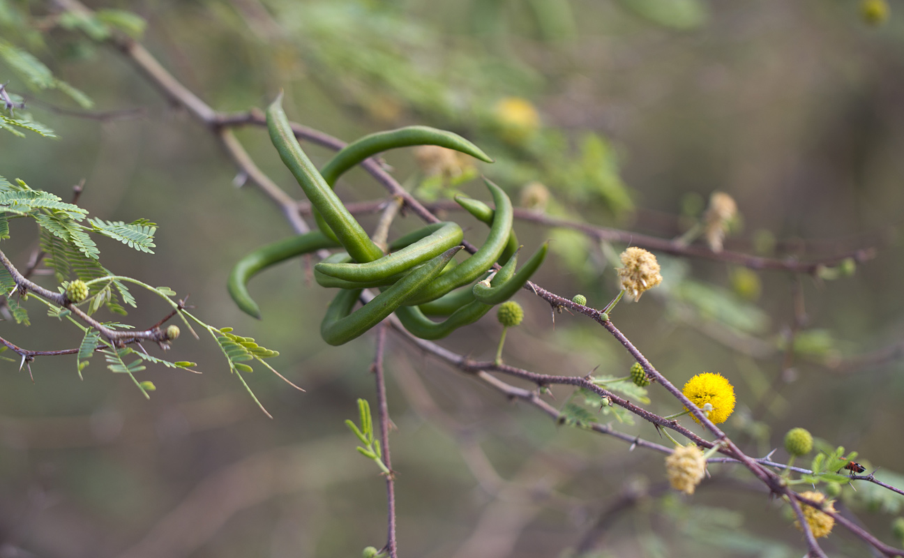 Изображение особи Vachellia farnesiana.