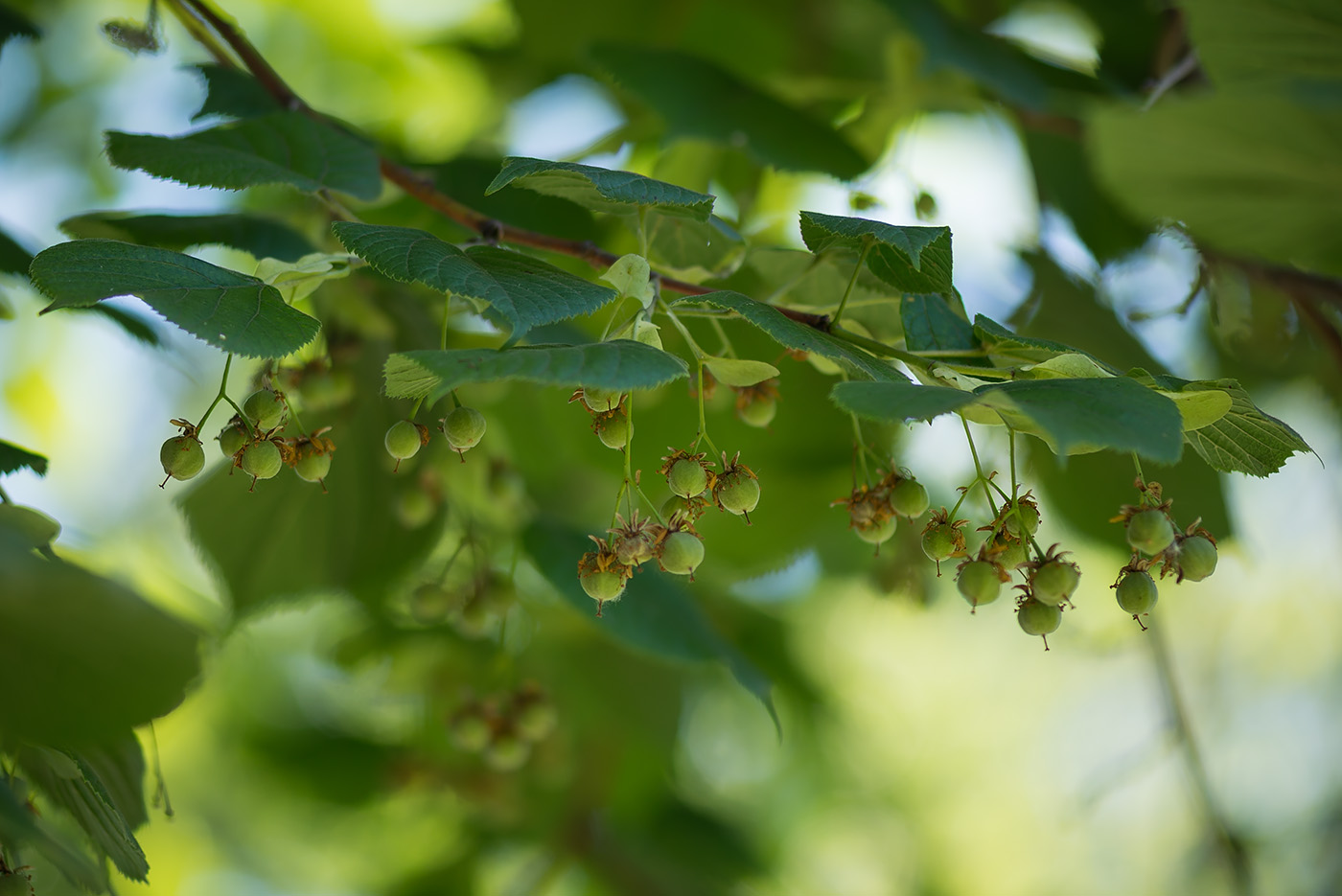 Image of Tilia platyphyllos specimen.