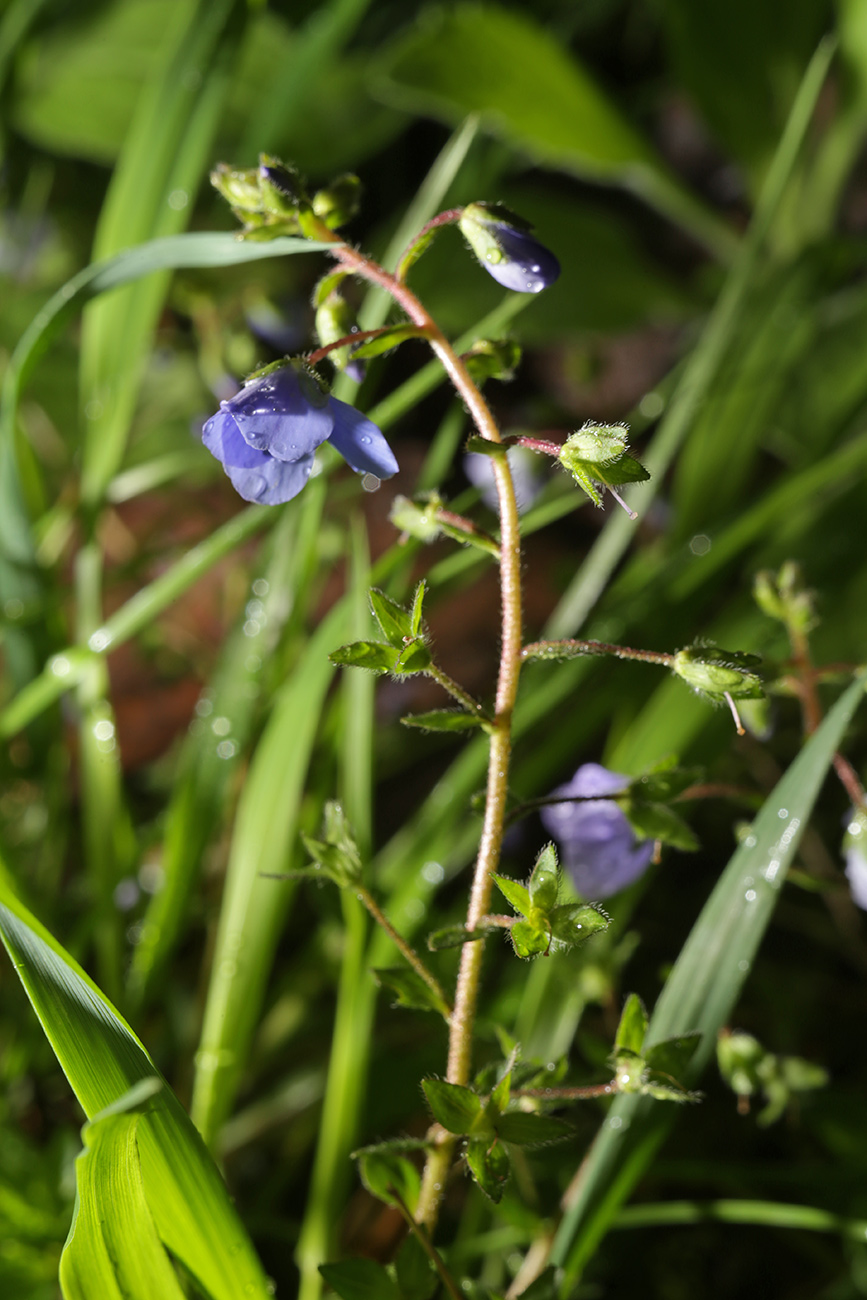 Image of Veronica umbrosa specimen.