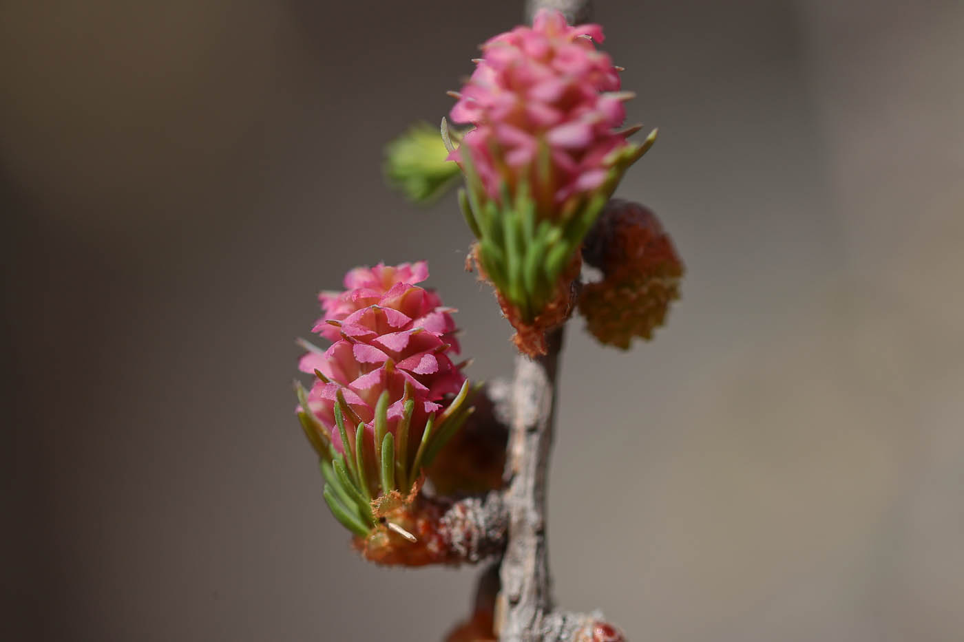 Image of genus Larix specimen.