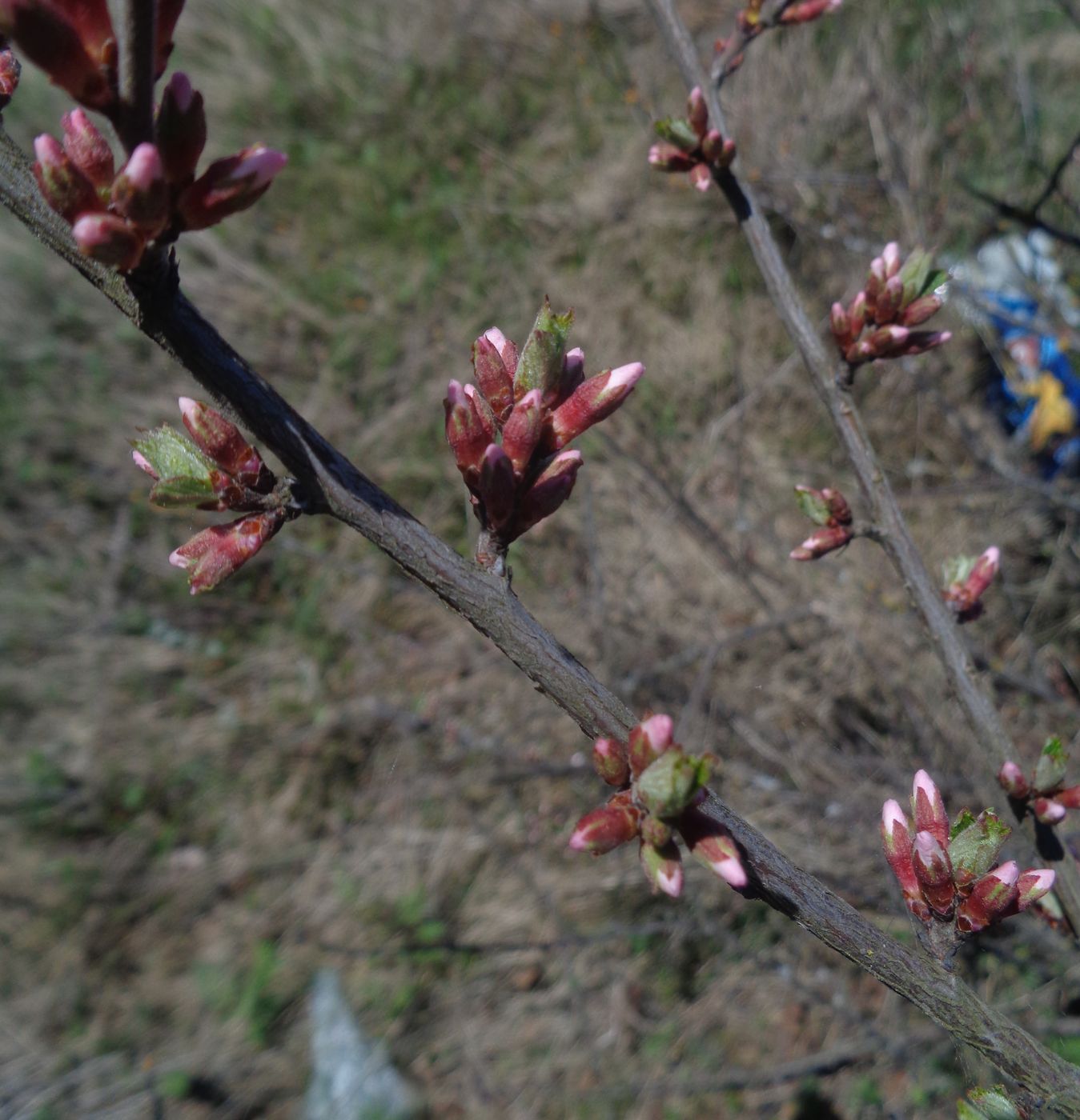 Изображение особи Cerasus tomentosa.