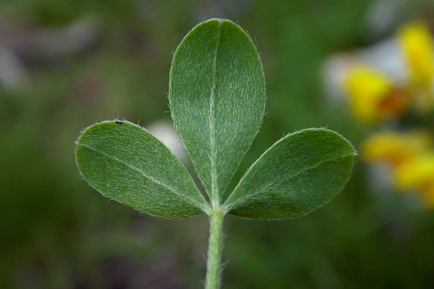 Image of Chamaecytisus colchicus specimen.