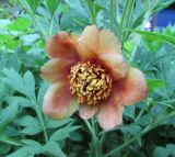 Paeonia delavayi. Цветок. Московская обл., Щёлковский р-н, в культуре. 29.05.2019.