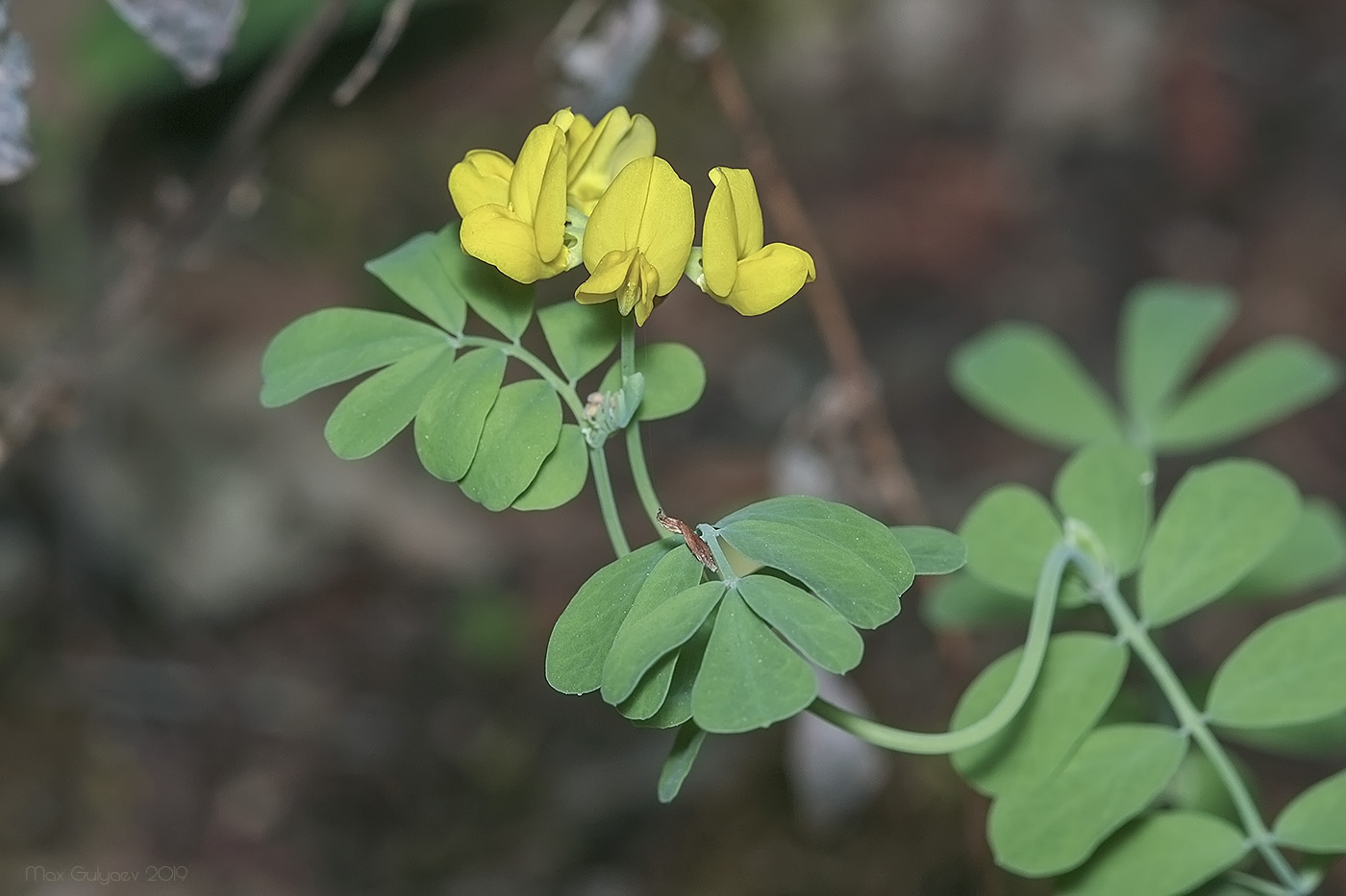 Изображение особи Coronilla coronata.