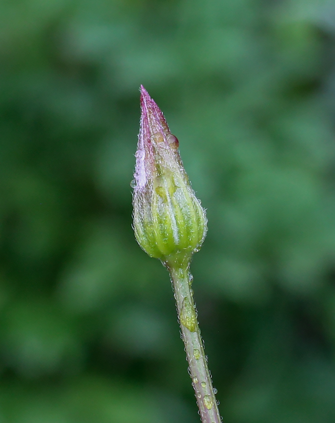 Изображение особи род Clematis.