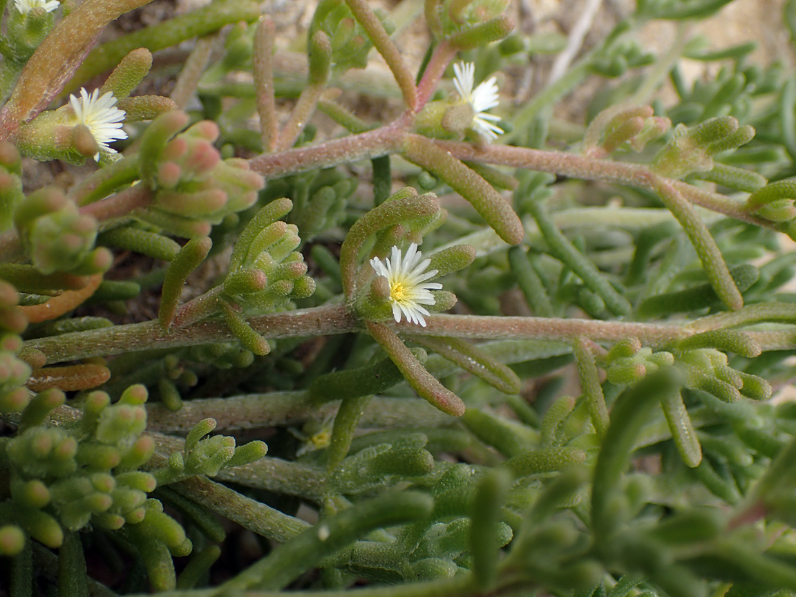 Изображение особи Mesembryanthemum nodiflorum.