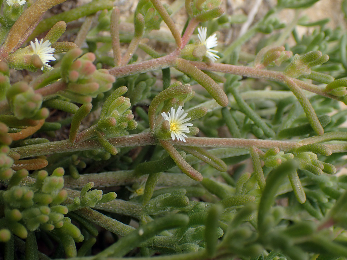 Image of Mesembryanthemum nodiflorum specimen.