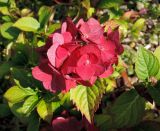 Hydrangea macrophylla