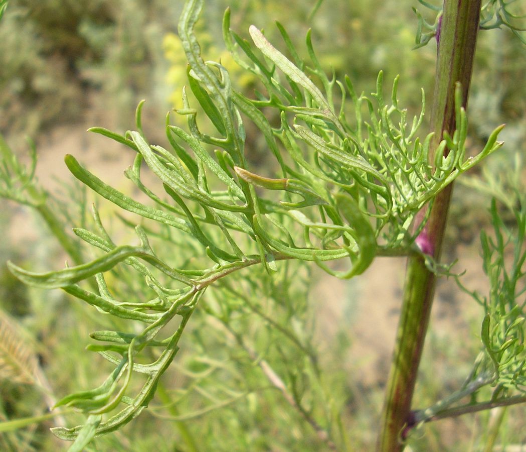 Image of Senecio borysthenicus specimen.