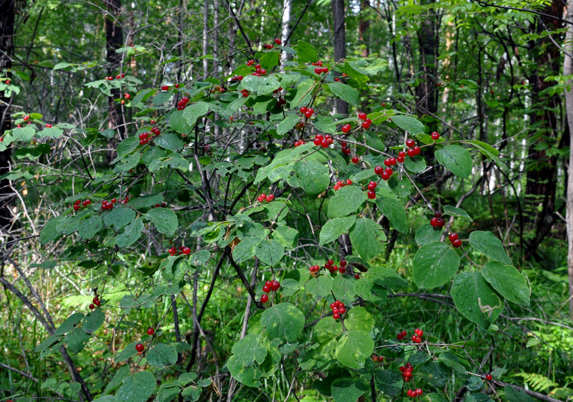 Изображение особи Lonicera xylosteum.