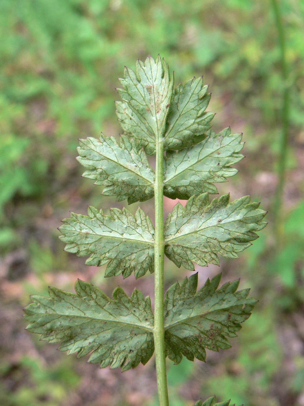 Image of Pimpinella saxifraga specimen.