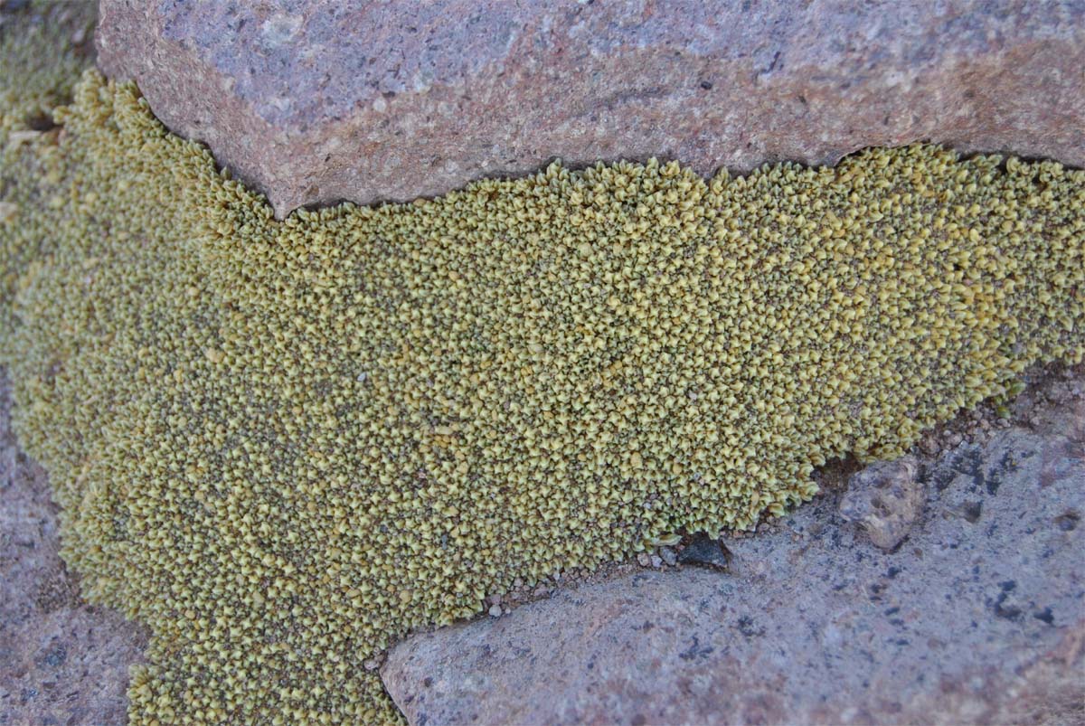 Image of Pycnophyllum bryoides specimen.