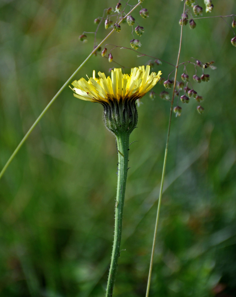 Image of Trommsdorffia maculata specimen.