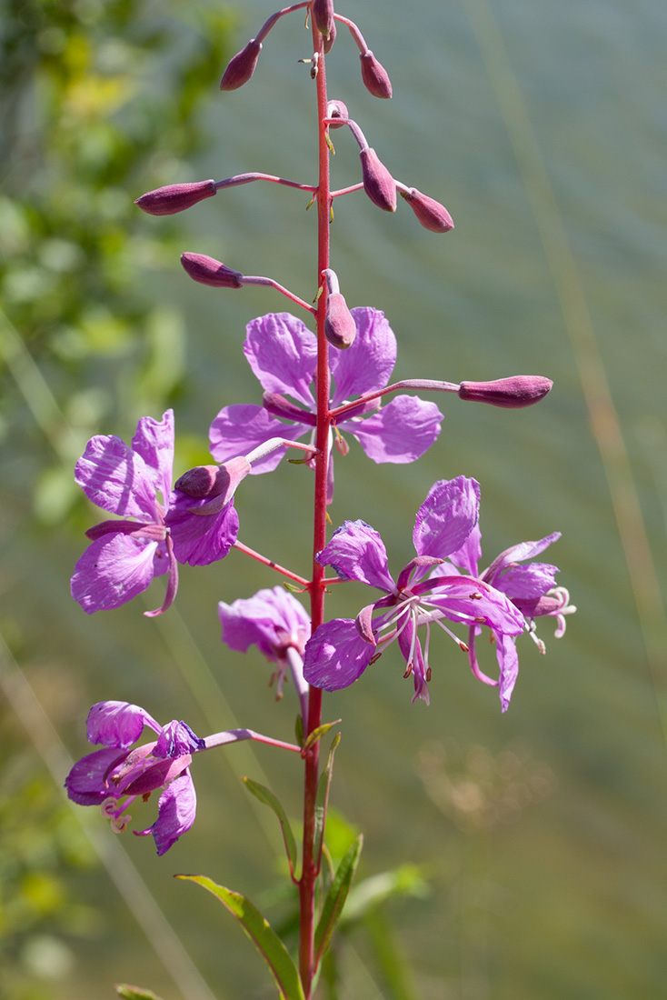 Изображение особи Chamaenerion angustifolium.