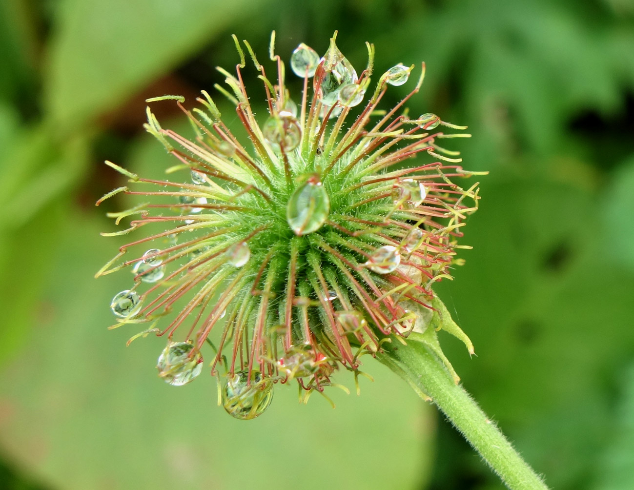 Изображение особи Geum fauriei.