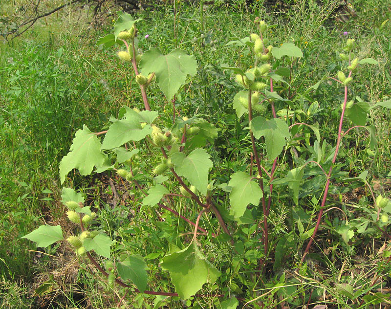 Image of Xanthium orientale specimen.