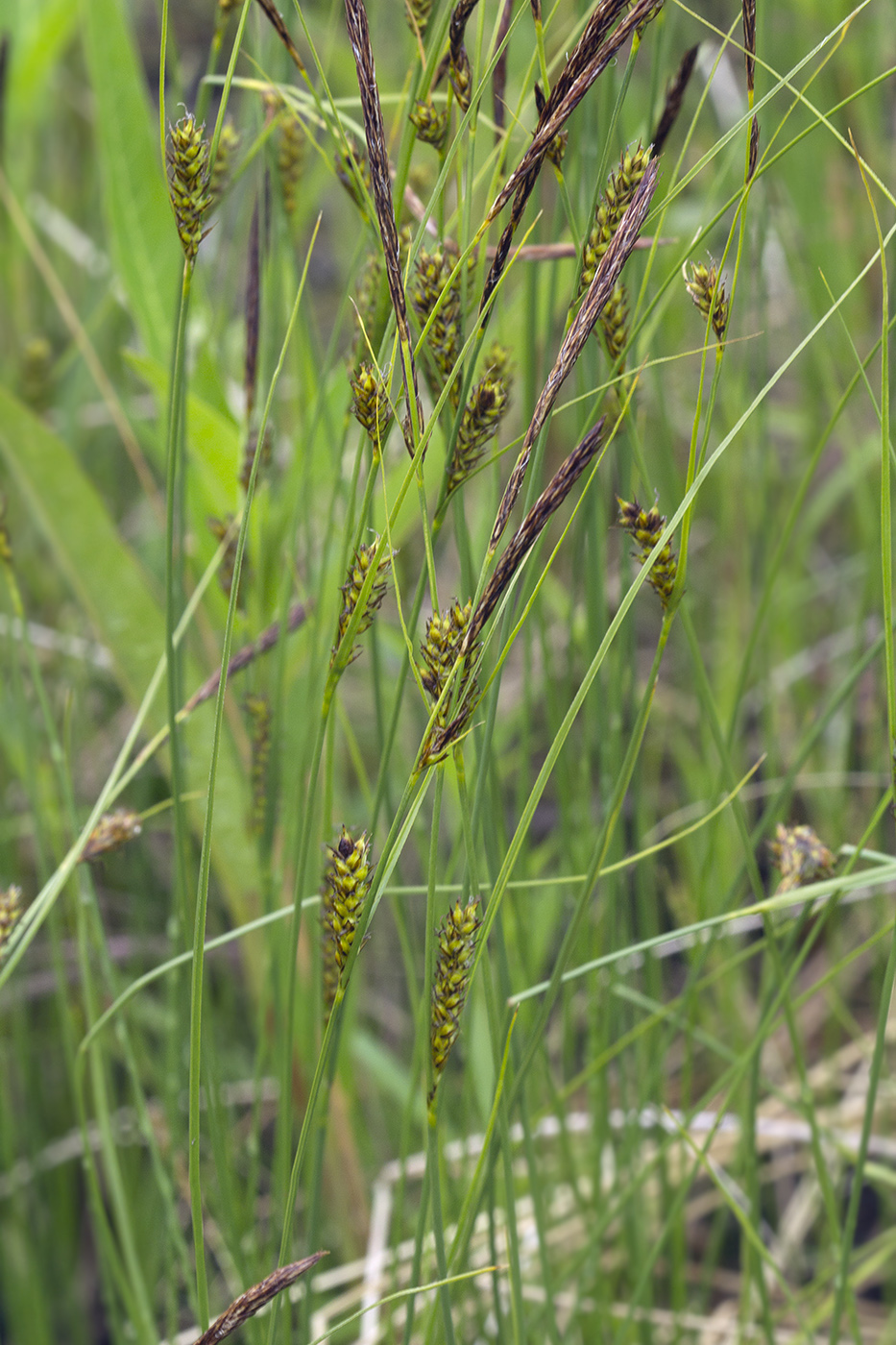 Изображение особи Carex koidzumii.