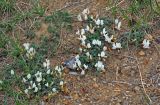 Astragalus tephrolobus