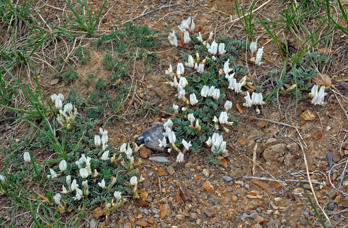 Image of Astragalus tephrolobus specimen.