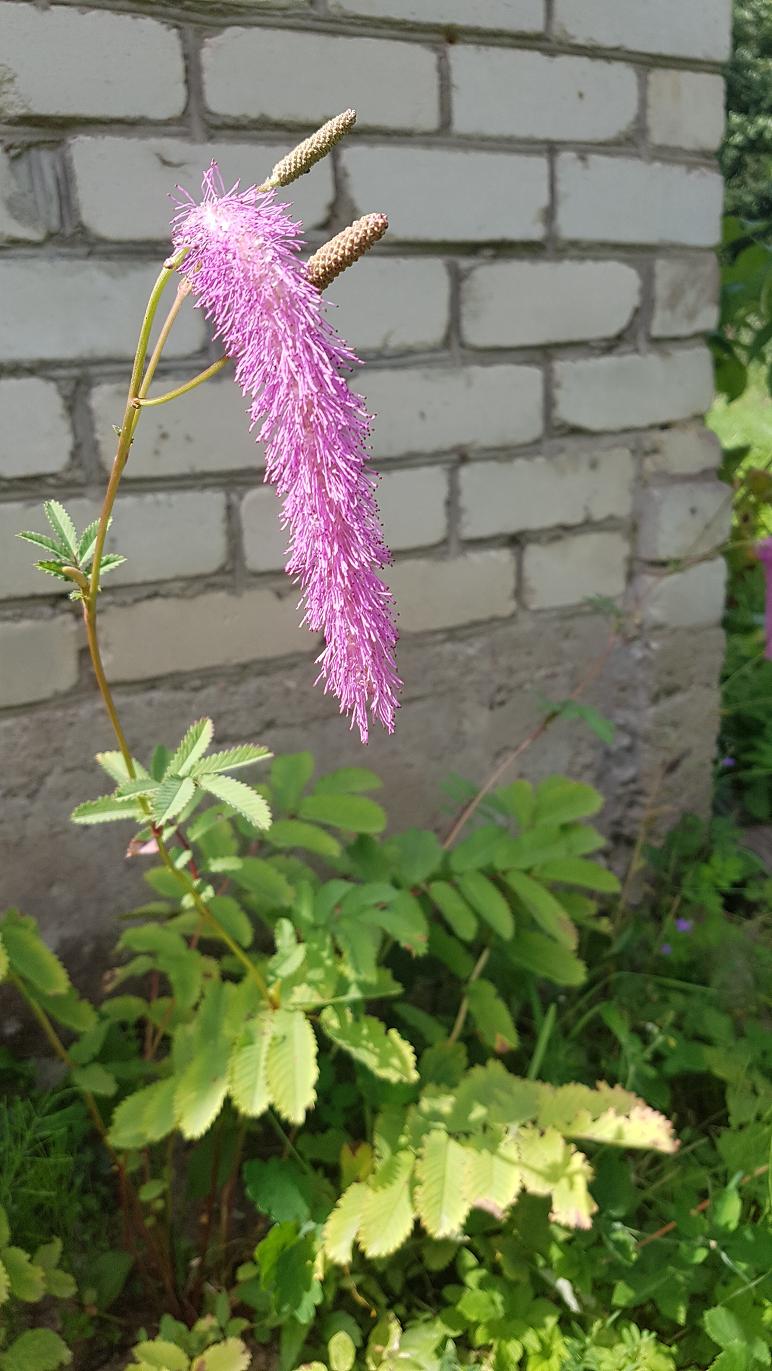 Изображение особи Sanguisorba hakusanensis.