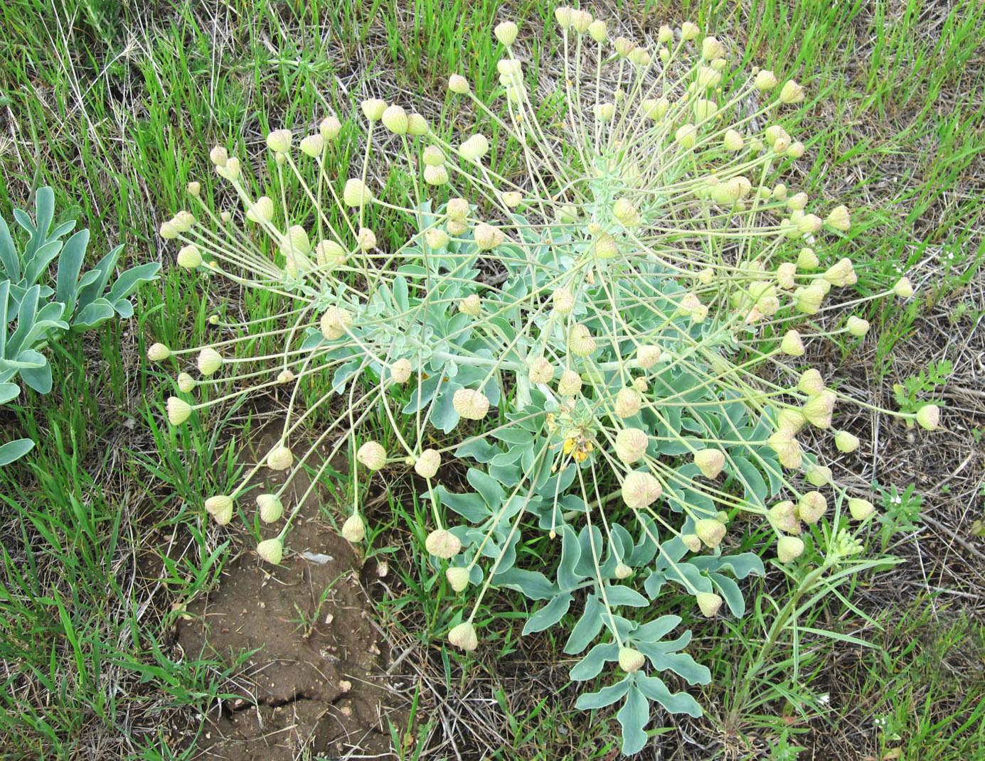 Image of Leontice ewersmanni specimen.