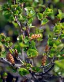 Betula rotundifolia