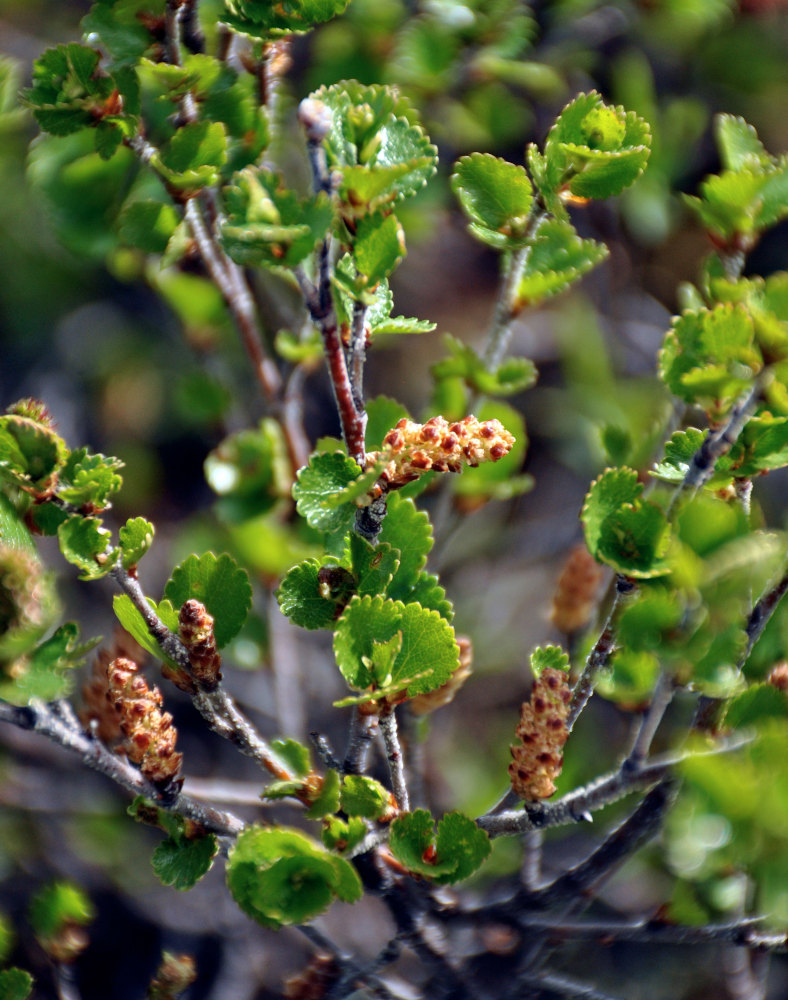 Image of Betula rotundifolia specimen.