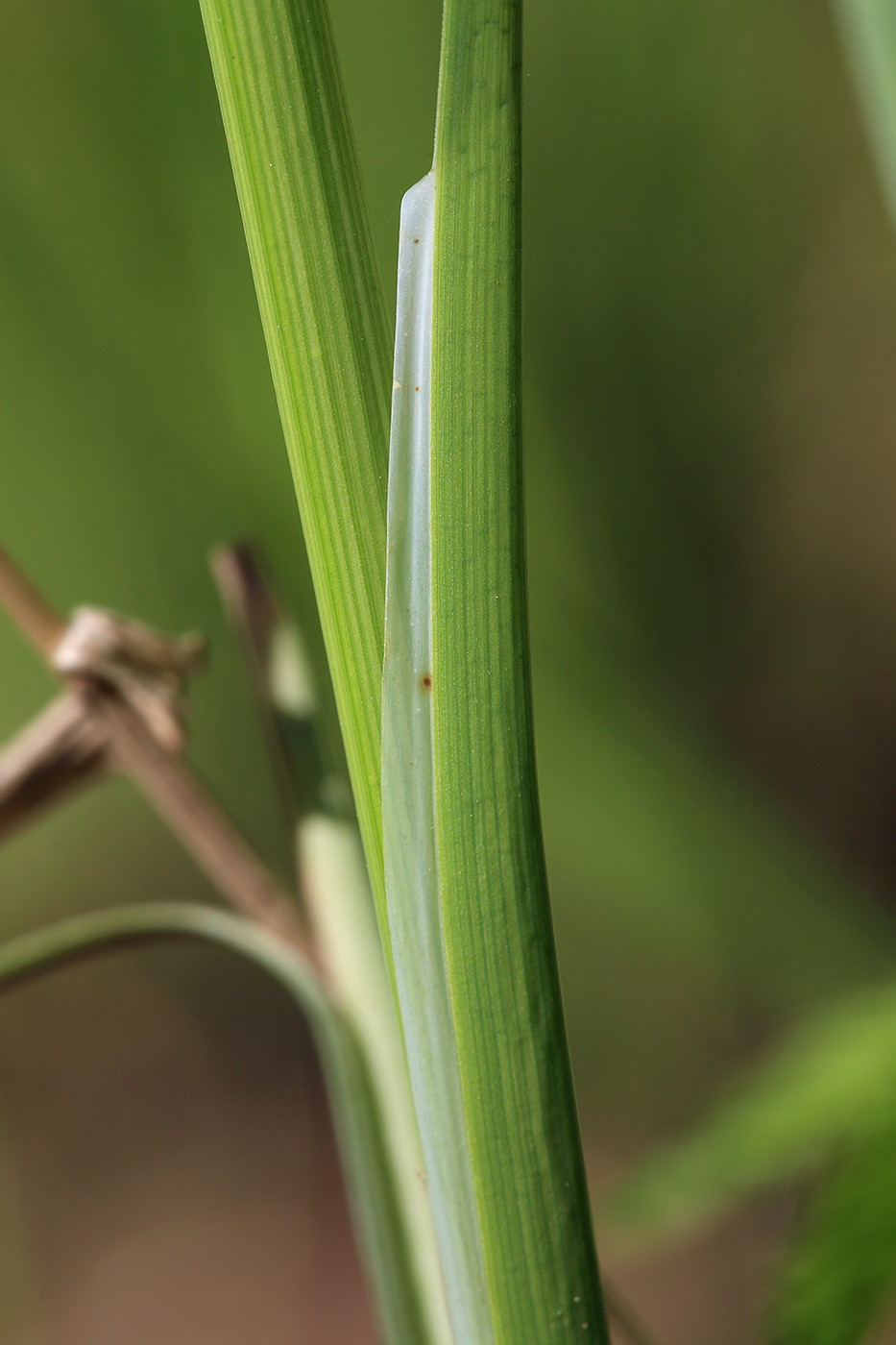 Изображение особи Carex acuta.