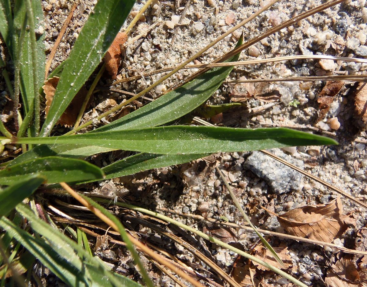 Image of Plantago lanceolata specimen.